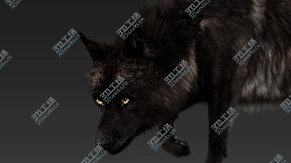images/goods_img/20210312/Black Timber Wolf (Fur) Rigged model/3.jpg